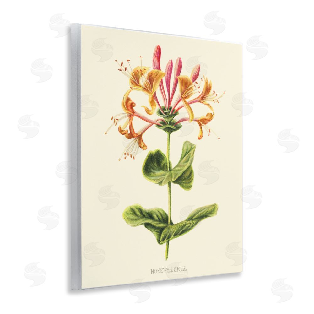 Connie Resch Honeysuckle Vintage Illustration Wall Plaque Art Print
