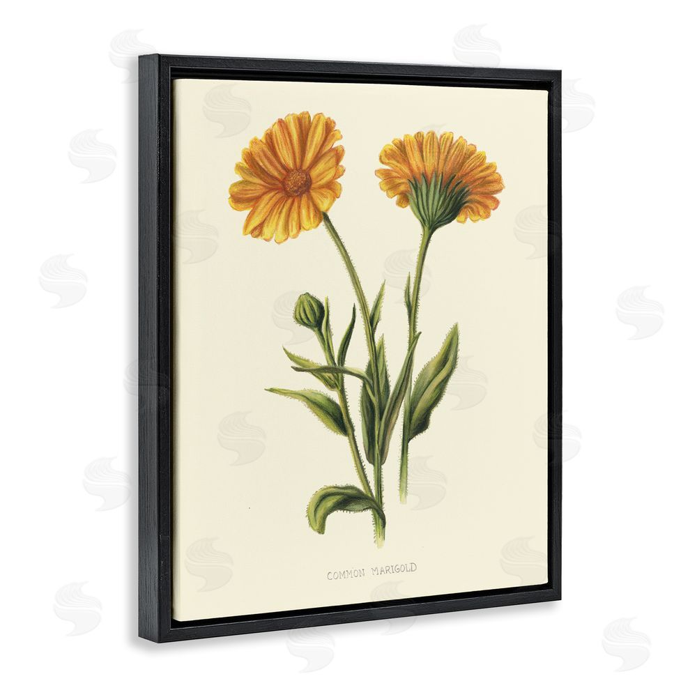 Connie Resch Twin Marigold Blooms Black Floating Frame Canvas Wall Art Print
