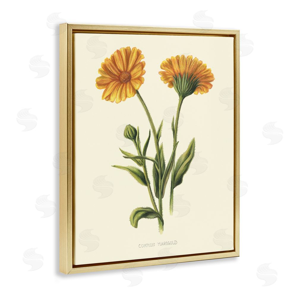Connie Resch Twin Marigold Blooms Gold Floating Frame Canvas Wall Art Print