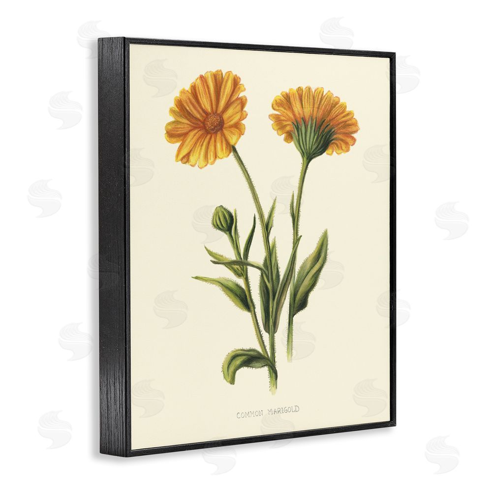 Connie Resch Twin Marigold Blooms Black Framed Giclee Wall Art Print