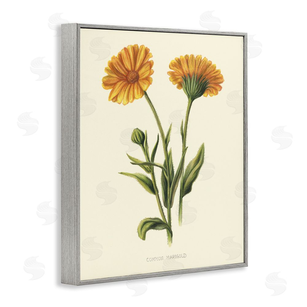 Connie Resch Twin Marigold Blooms Gray Framed Giclee Wall Art Print