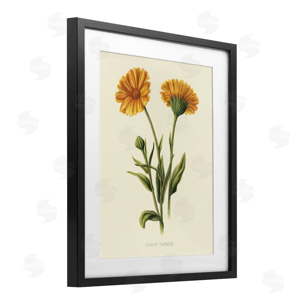 Connie Resch Twin Marigold Blooms Black Framed Print Under Glass Wall Art