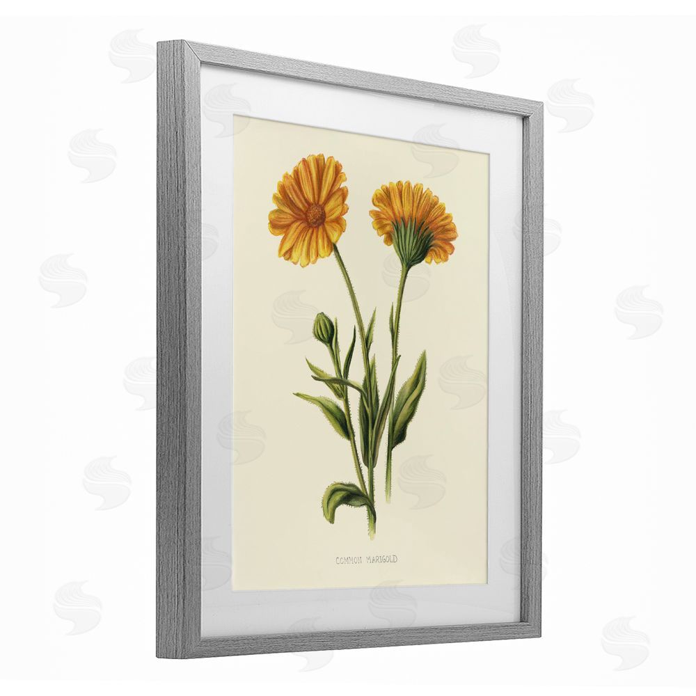 Connie Resch Twin Marigold Blooms Gray Framed Print Under Glass Wall Art