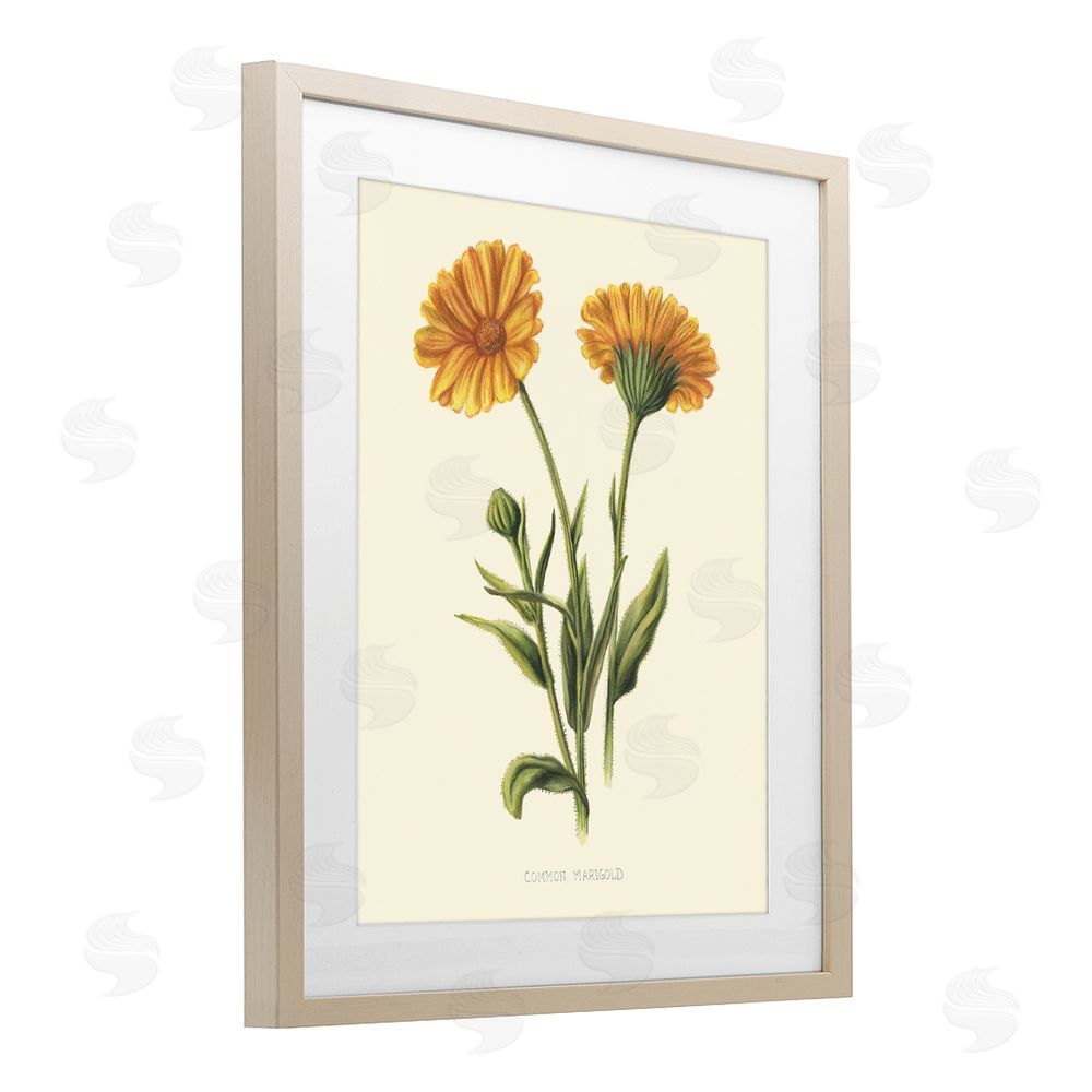 Connie Resch Twin Marigold Blooms Birch Framed Print Under Glass Wall Art