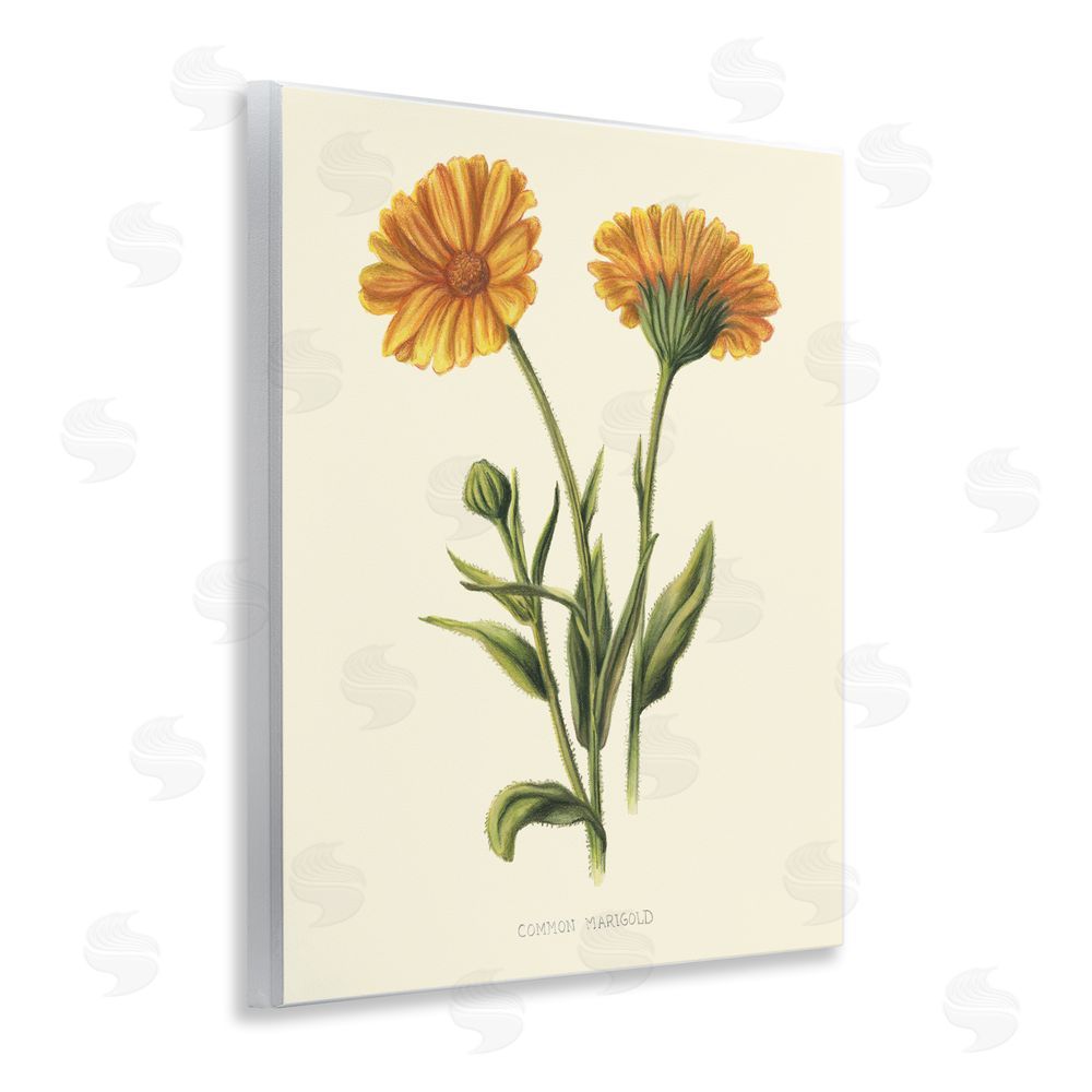Connie Resch Twin Marigold Blooms Wall Plaque Art Print