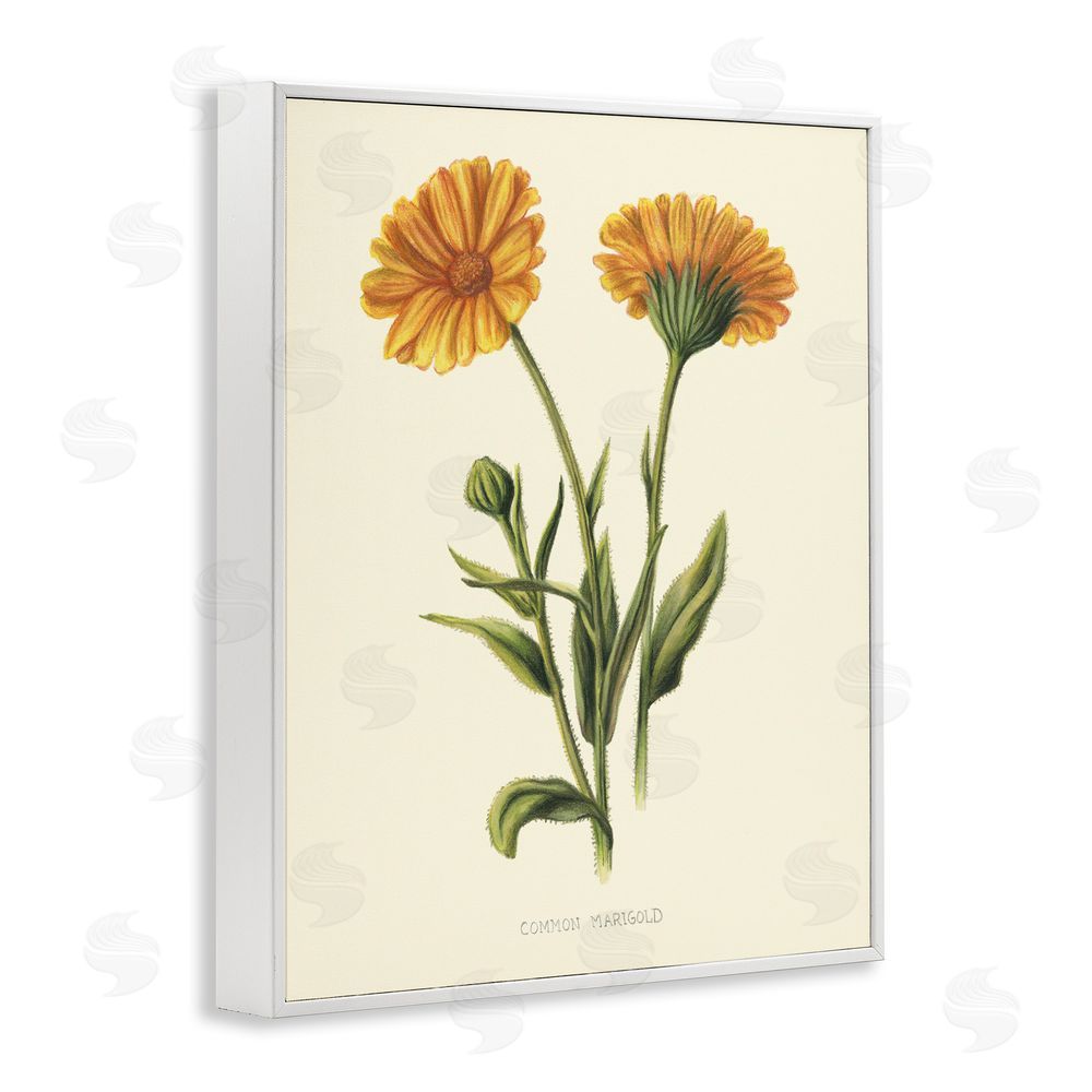 Connie Resch Twin Marigold Blooms White Framed Giclee Wall Art Print