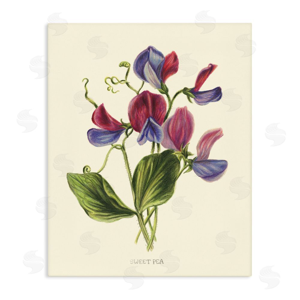 Connie Resch Vintage Sweet Pea Blossoms Stretched Canvas Wall Art Print