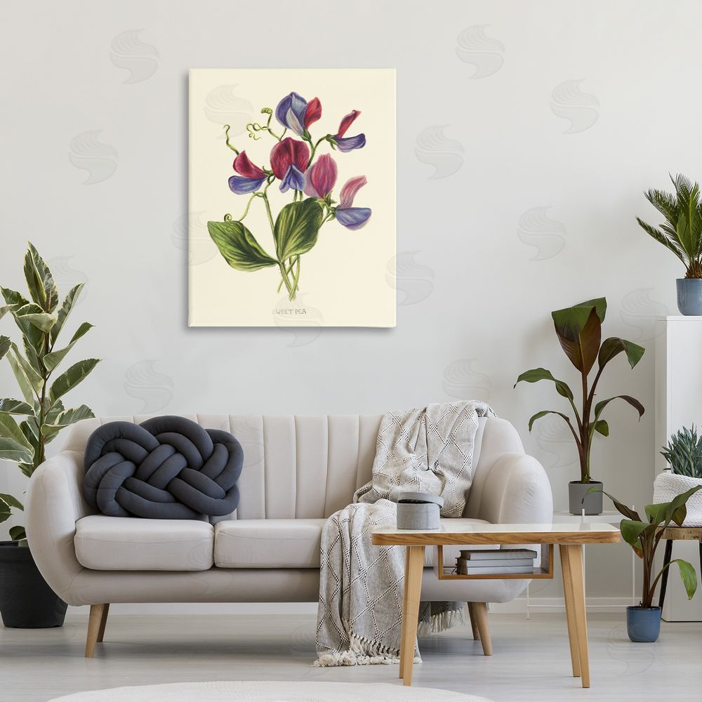 Connie Resch Vintage Sweet Pea Blossoms Stretched Canvas Wall Art in Room
