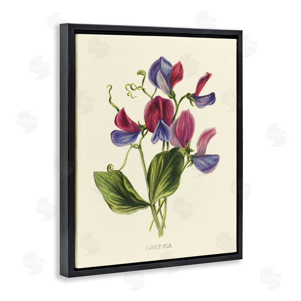 Connie Resch Vintage Sweet Pea Blossoms Black Floating Frame Canvas Wall Art Print