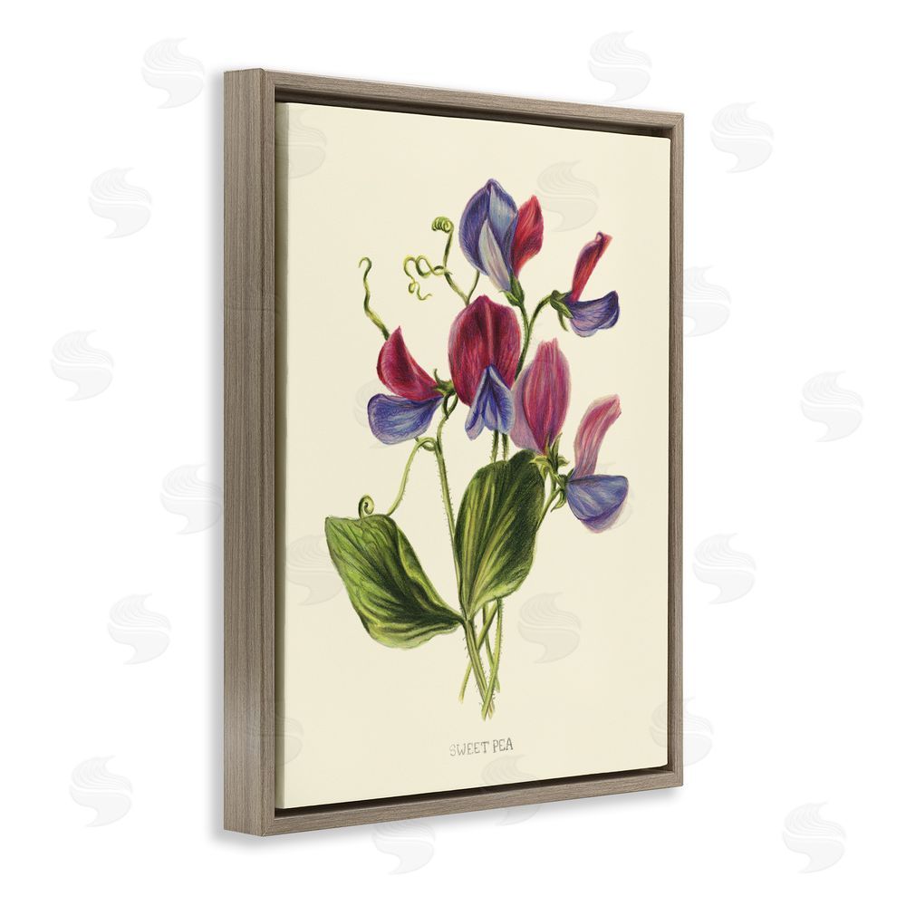 Connie Resch Vintage Sweet Pea Blossoms Brown Floating Frame Canvas Wall Art Print