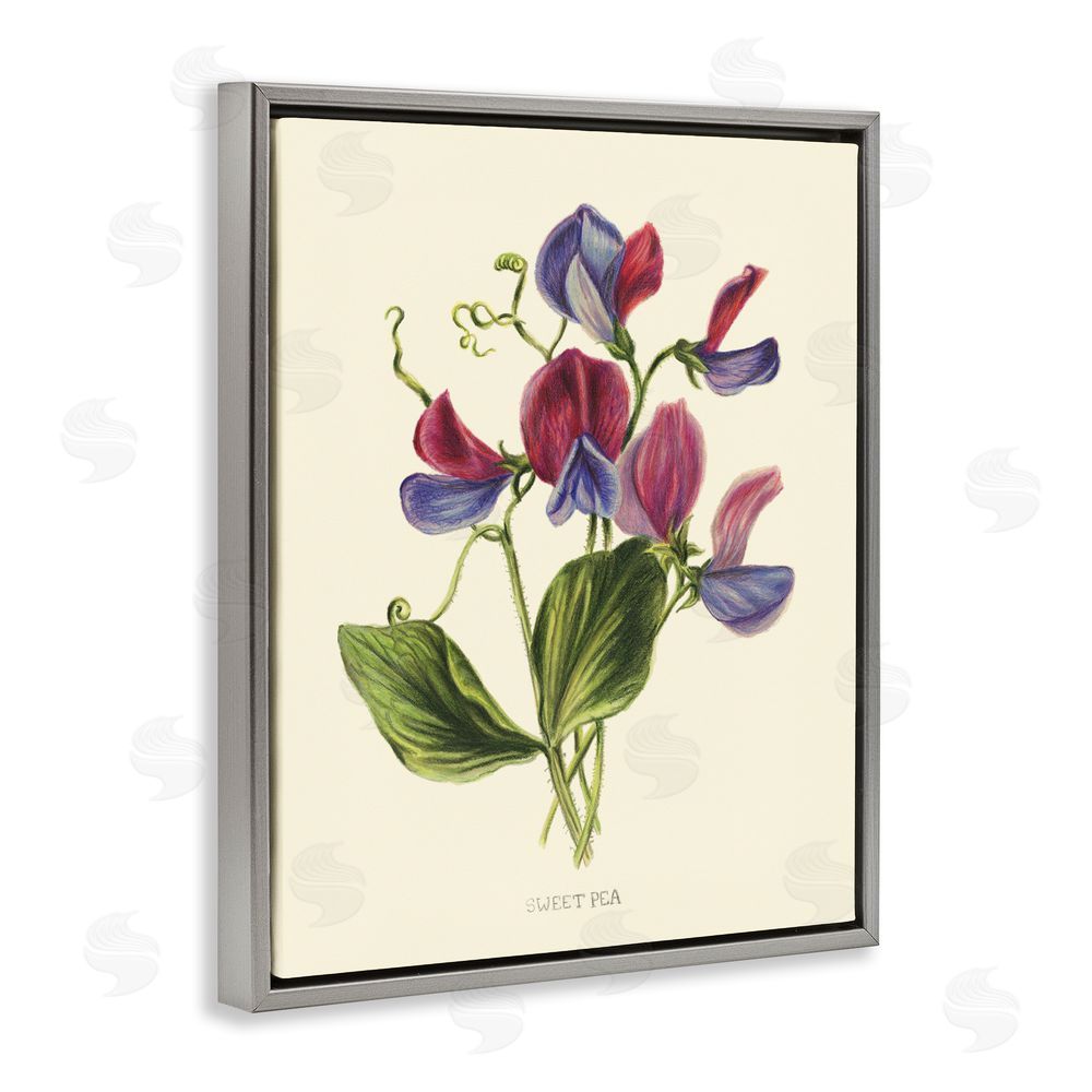 Connie Resch Vintage Sweet Pea Blossoms Gray Floating Frame Canvas Wall Art Print