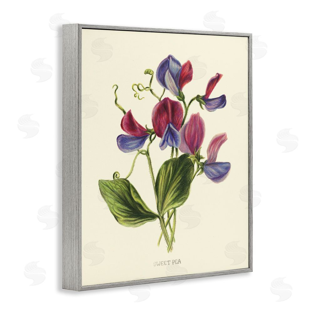 Connie Resch Vintage Sweet Pea Blossoms Gray Framed Giclee Wall Art Print