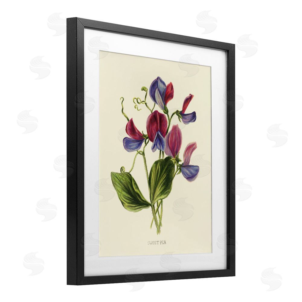 Connie Resch Vintage Sweet Pea Blossoms Black Framed Print Under Glass Wall Art