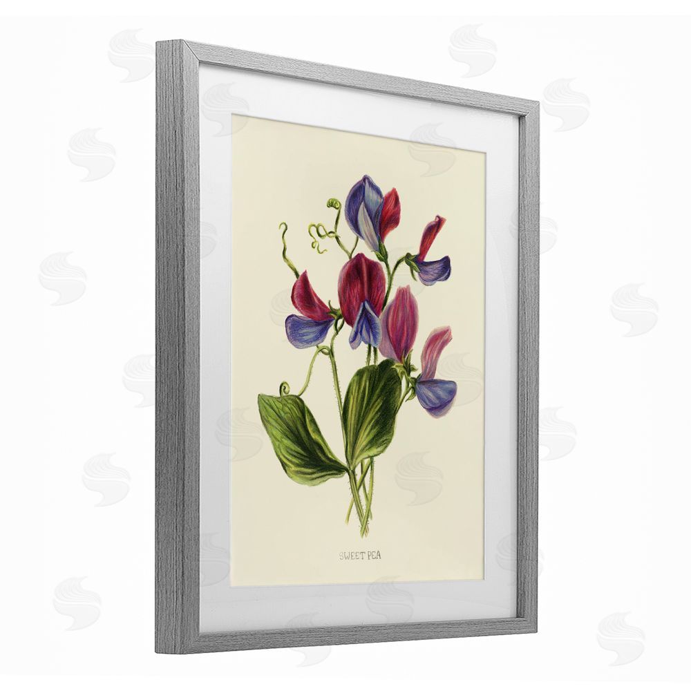 Connie Resch Vintage Sweet Pea Blossoms Gray Framed Print Under Glass Wall Art