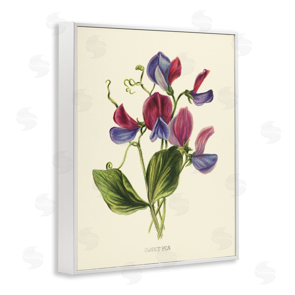 Connie Resch Vintage Sweet Pea Blossoms White Framed Giclee Wall Art Print