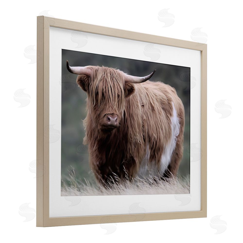 Marcus Prime Wandering Harry Highland Cattle Birch Framed Print Under Glass Wall Art