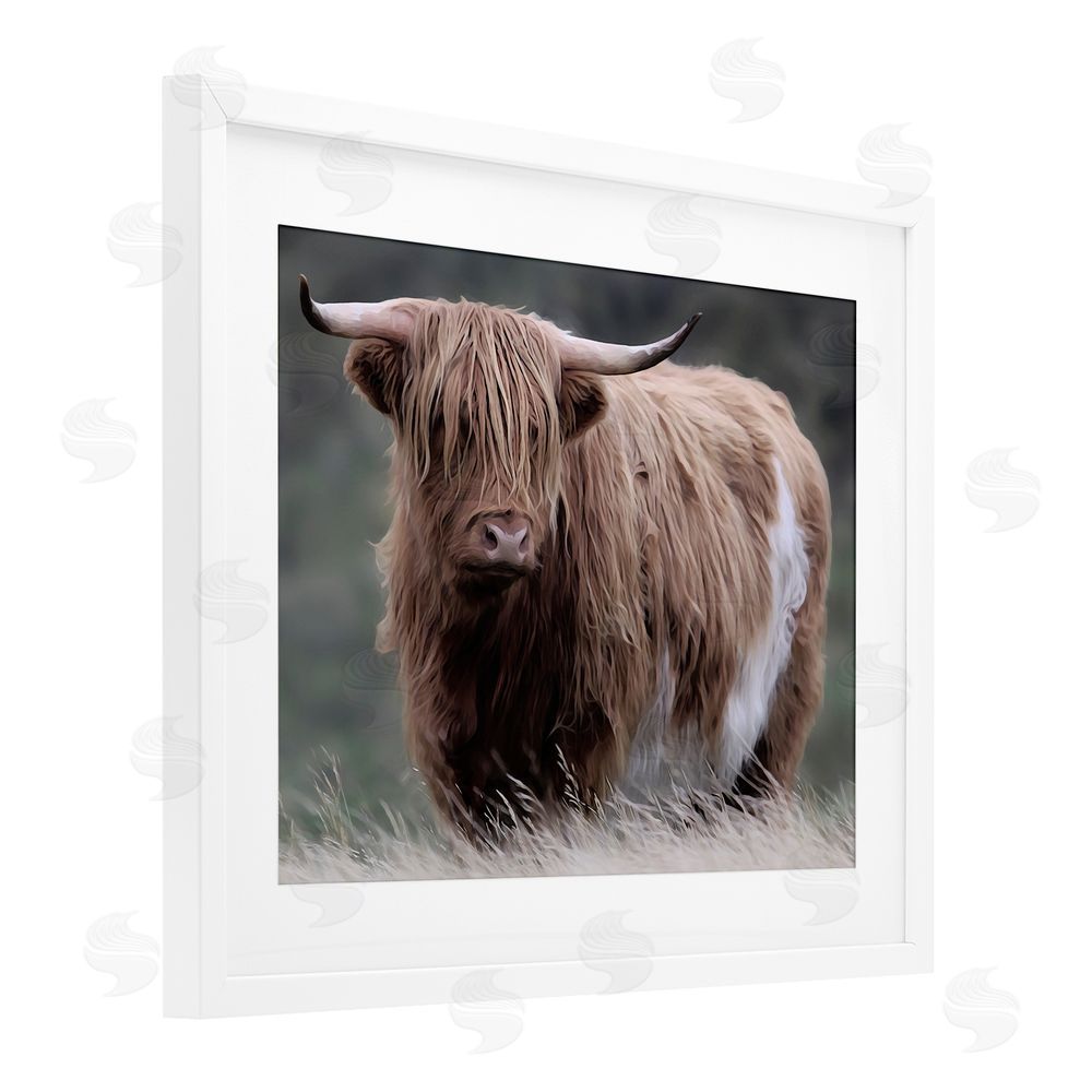 Marcus Prime Wandering Harry Highland Cattle White Framed Print Under Glass Wall Art