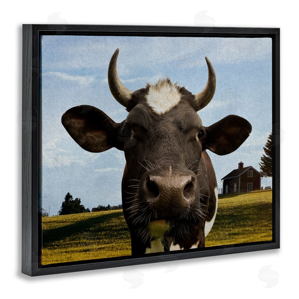 Marcus Prime Farm Cow with Curved Horns Black Floating Frame Canvas Wall Art Print