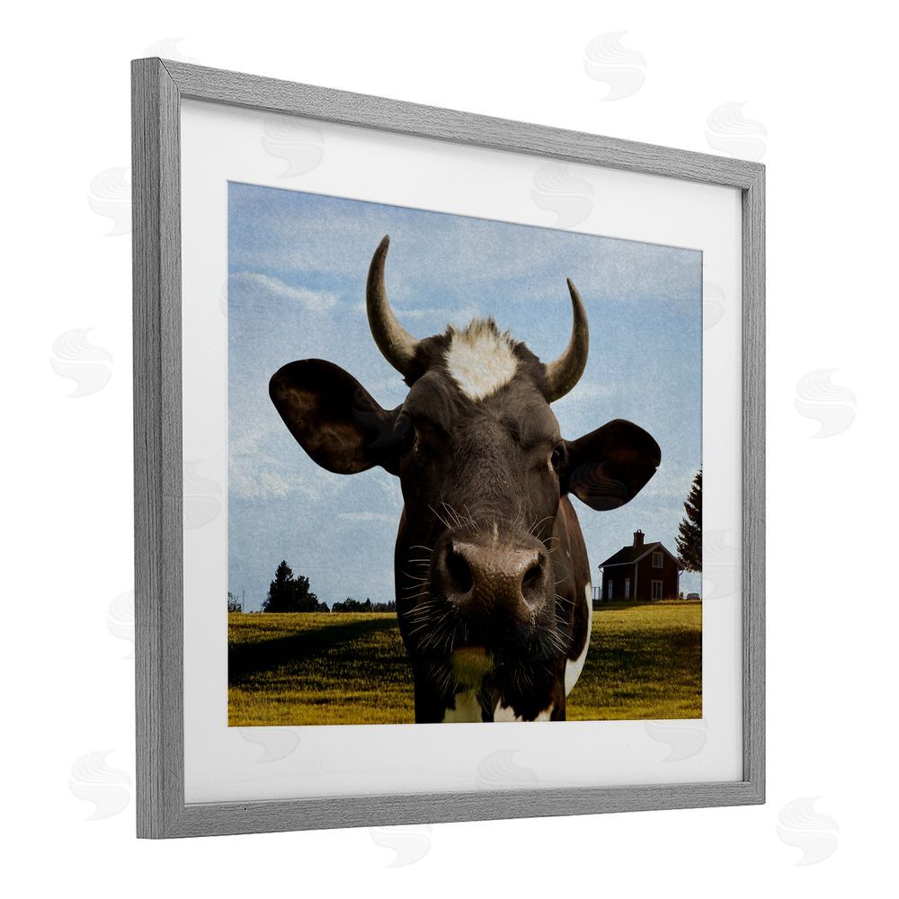 Marcus Prime Farm Cow with Curved Horns Gray Framed Print Under Glass Wall Art