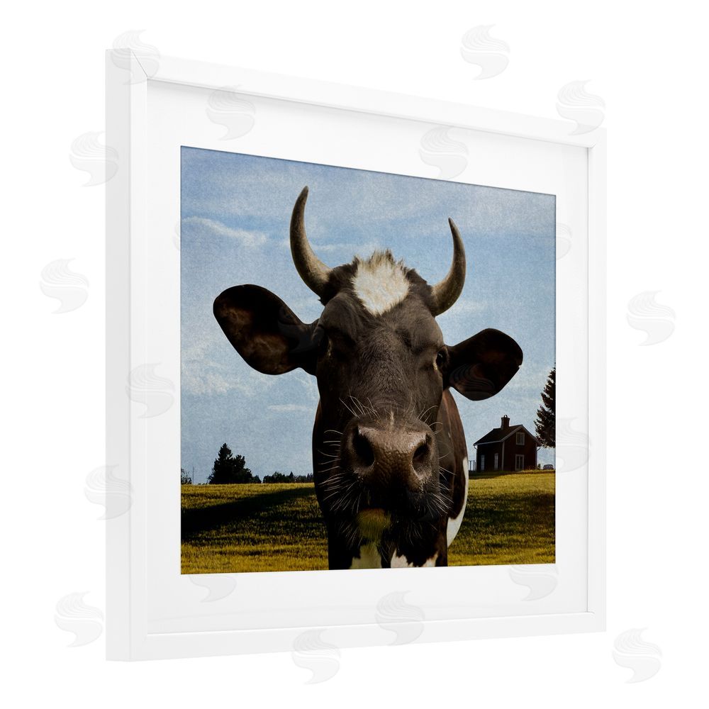 Marcus Prime Farm Cow with Curved Horns White Framed Print Under Glass Wall Art