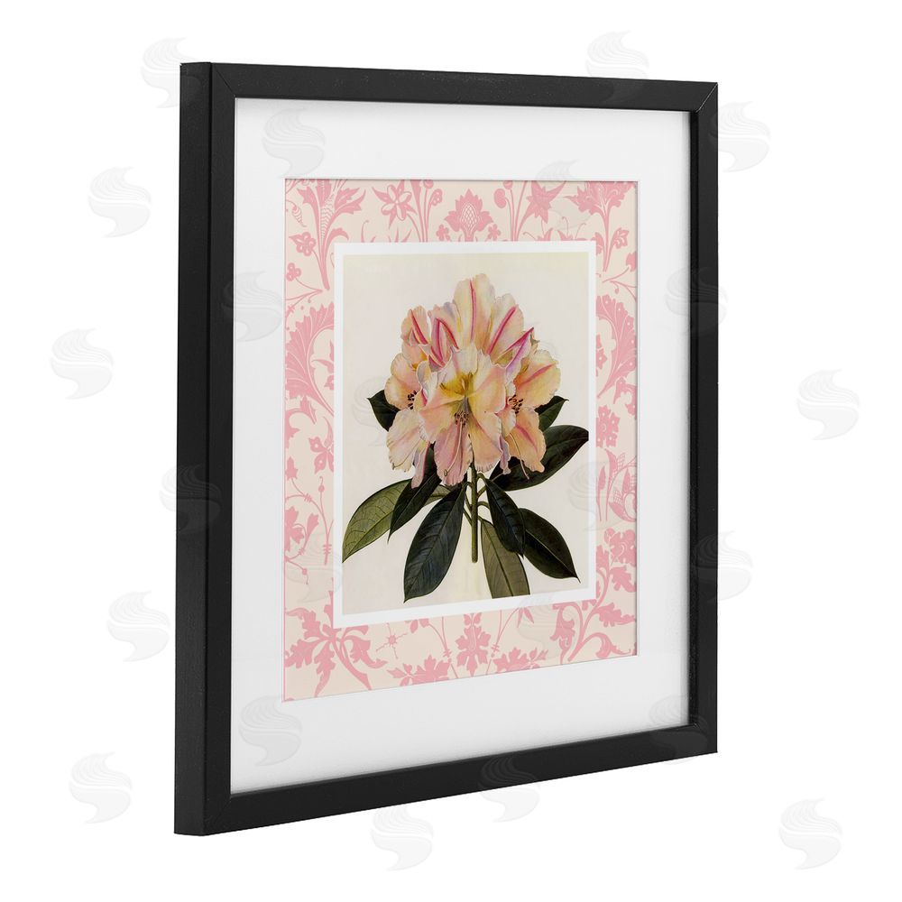 Livi Finn Pink Vintage Pattern Botanical Black Framed Print Under Glass Wall Art