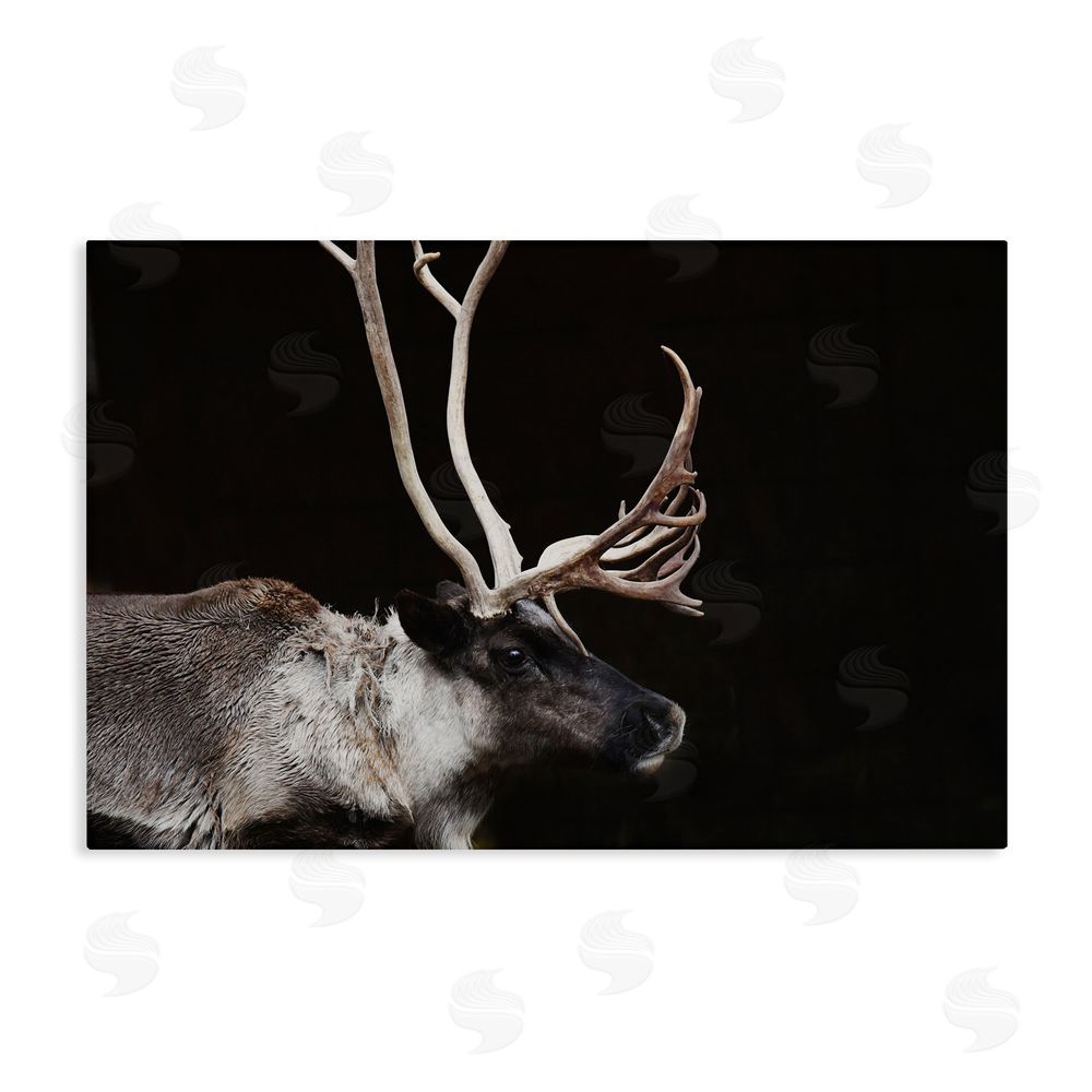 Amy Carroll Dark Reindeer at Night Stretched Canvas Wall Art