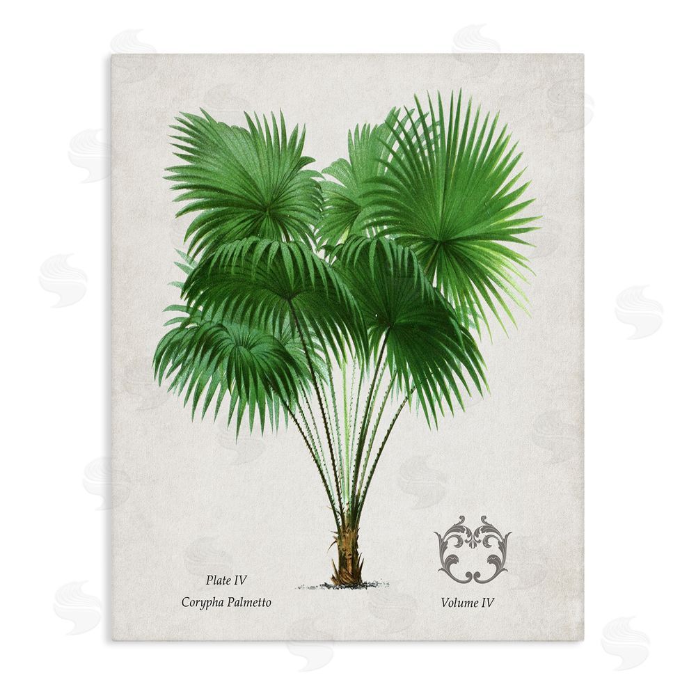 Val Rhodes Fan Palm Vintage Study Stretched Canvas Wall Art Print