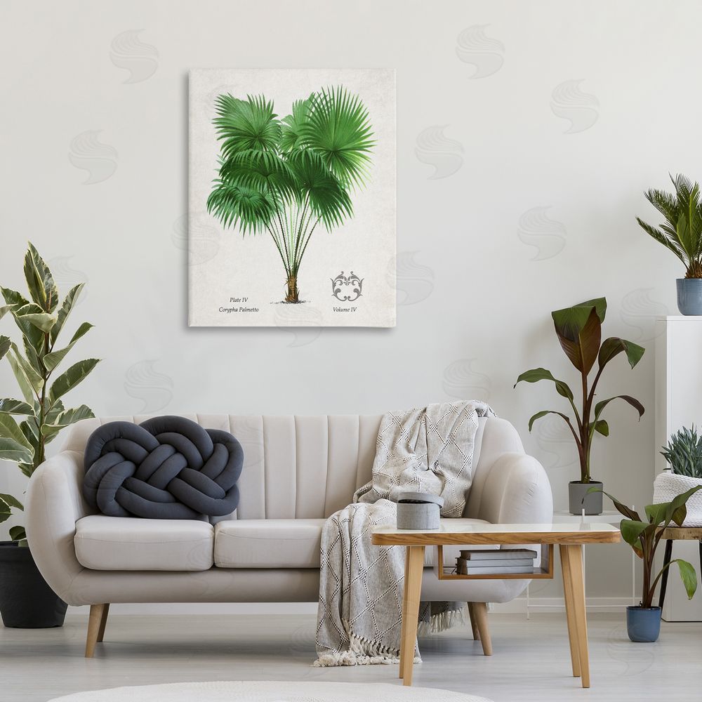 Val Rhodes Fan Palm Vintage Study Canvas Wall Art Print in Room