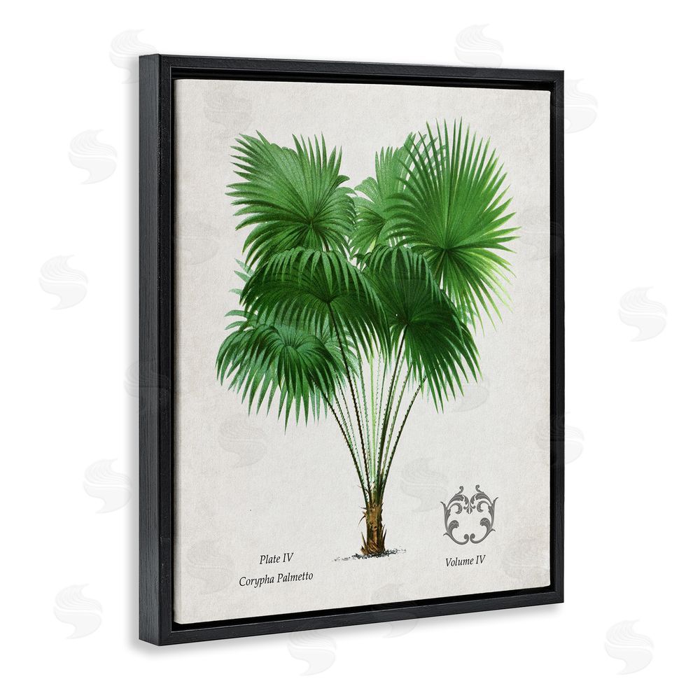 Val Rhodes Fan Palm Vintage Study Black Floating Frame Canvas Wall Art Print