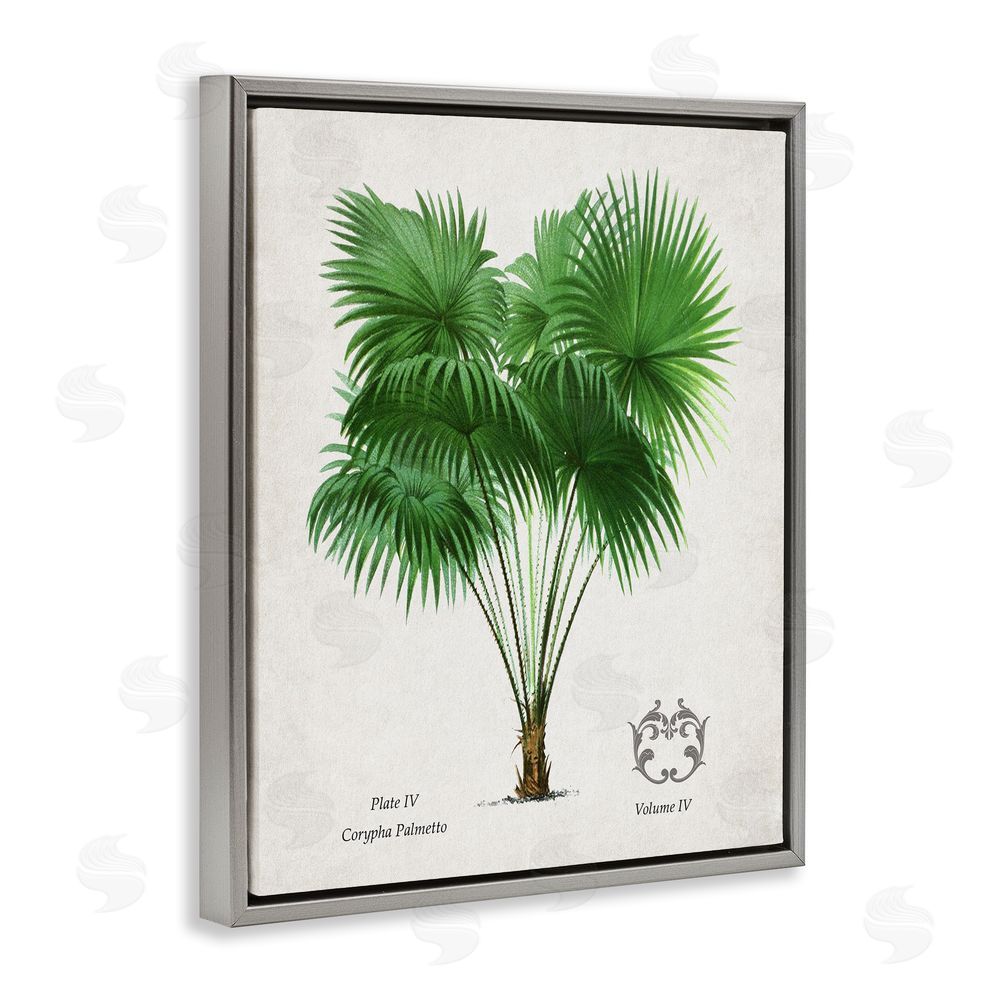 Val Rhodes Fan Palm Vintage Study Gray Floating Frame Canvas Wall Art Print