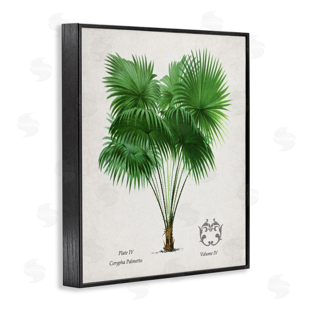 Val Rhodes Fan Palm Vintage Study Black Framed Giclee Wall Art Print