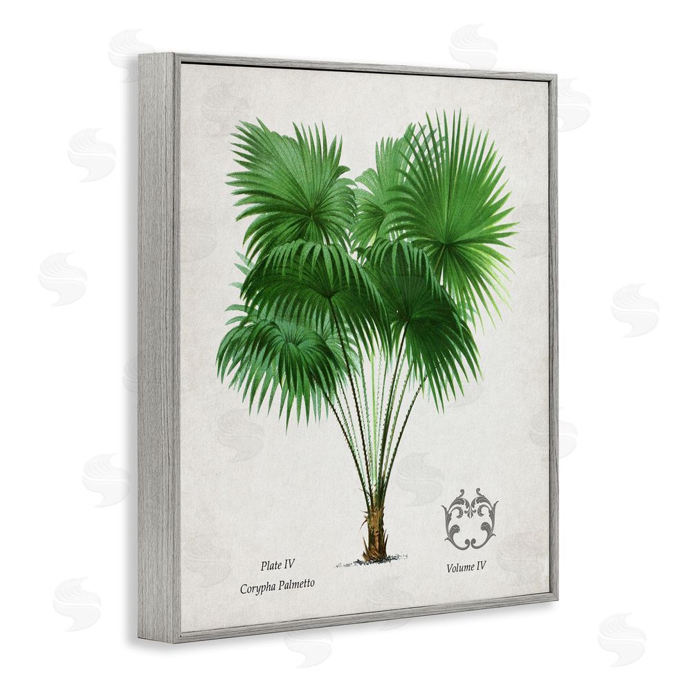 Val Rhodes Fan Palm Vintage Study Gray Framed Giclee Wall Art Print