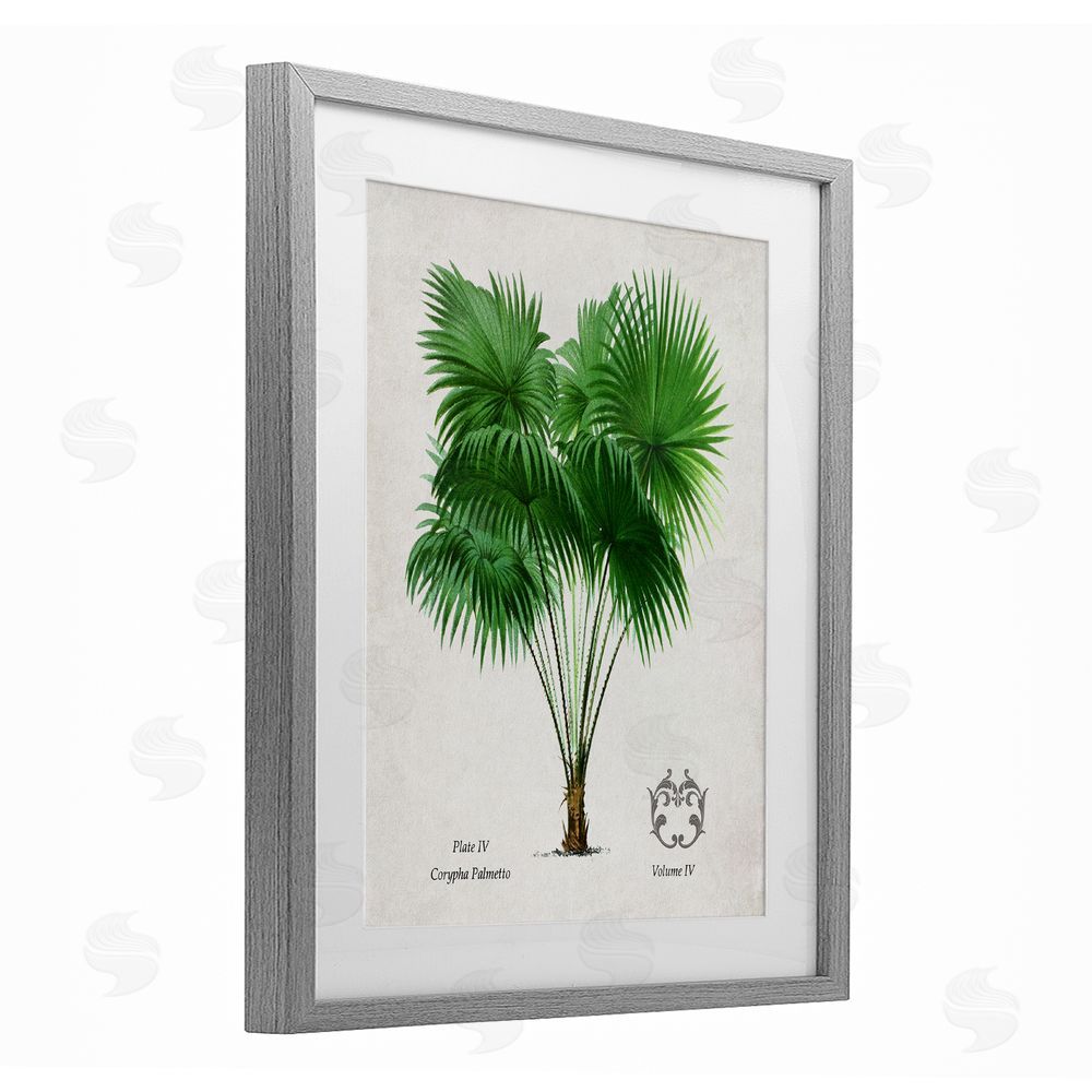 Val Rhodes Fan Palm Vintage Study Gray Framed Print Under Glass Wall Art