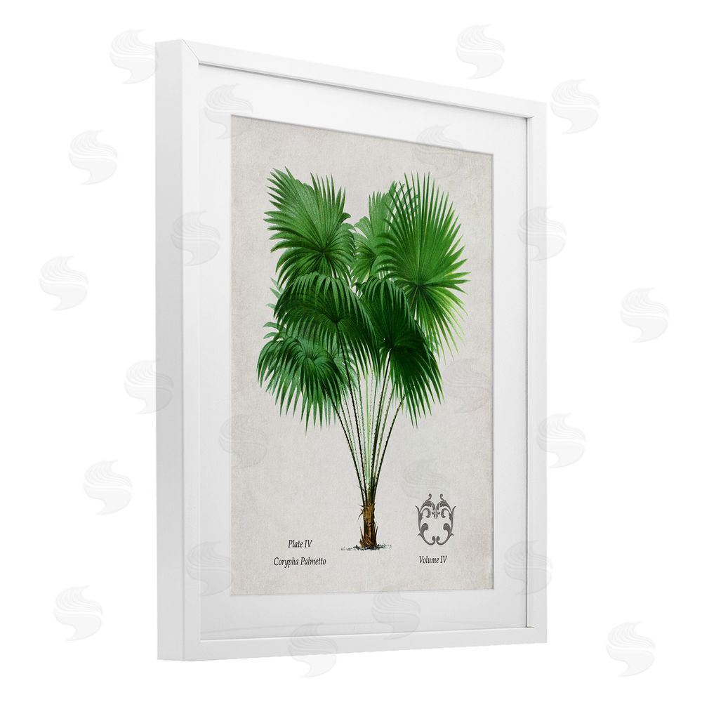 Val Rhodes Fan Palm Vintage Study White Framed Print Under Glass Wall Art