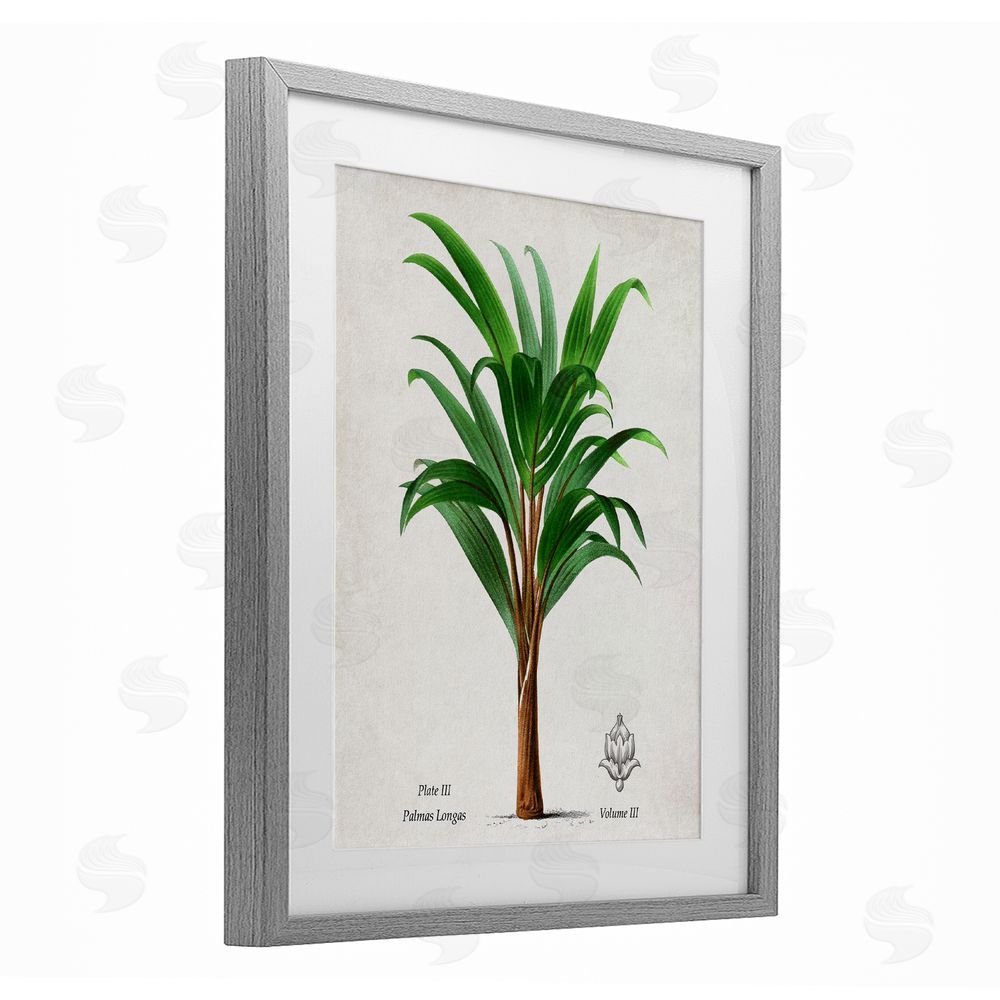 Val Rhodes Palmas Longas Palm Tree Gray Framed Print Under Glass Wall Art