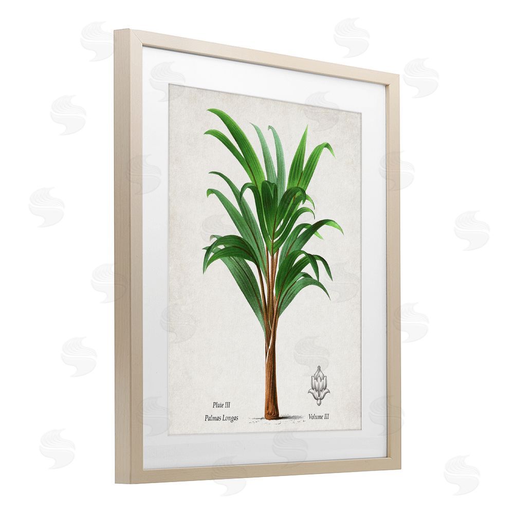 Val Rhodes Palmas Longas Palm Tree Birch Framed Print Under Glass Wall Art