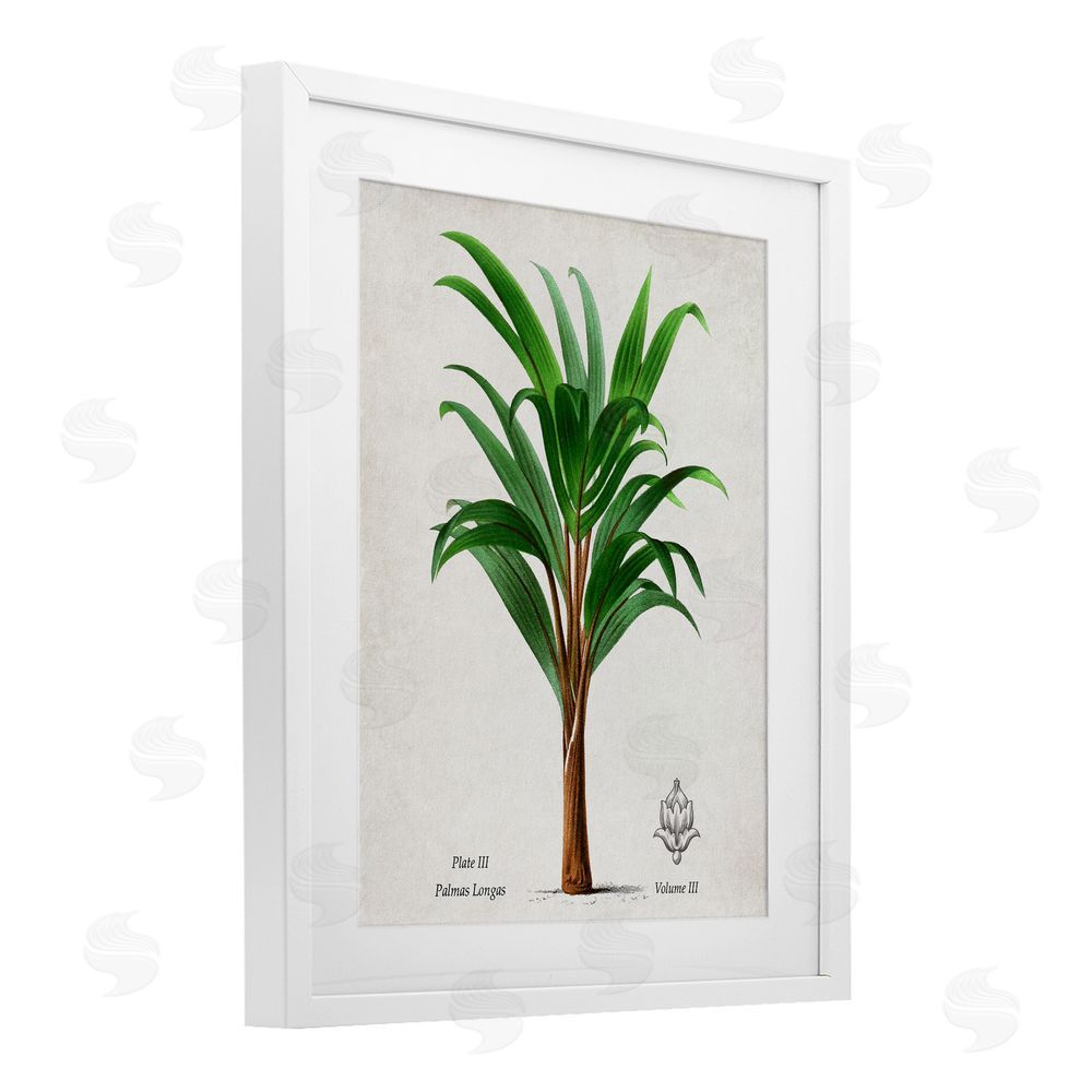 Val Rhodes Palmas Longas Palm Tree White Framed Print Under Glass Wall Art