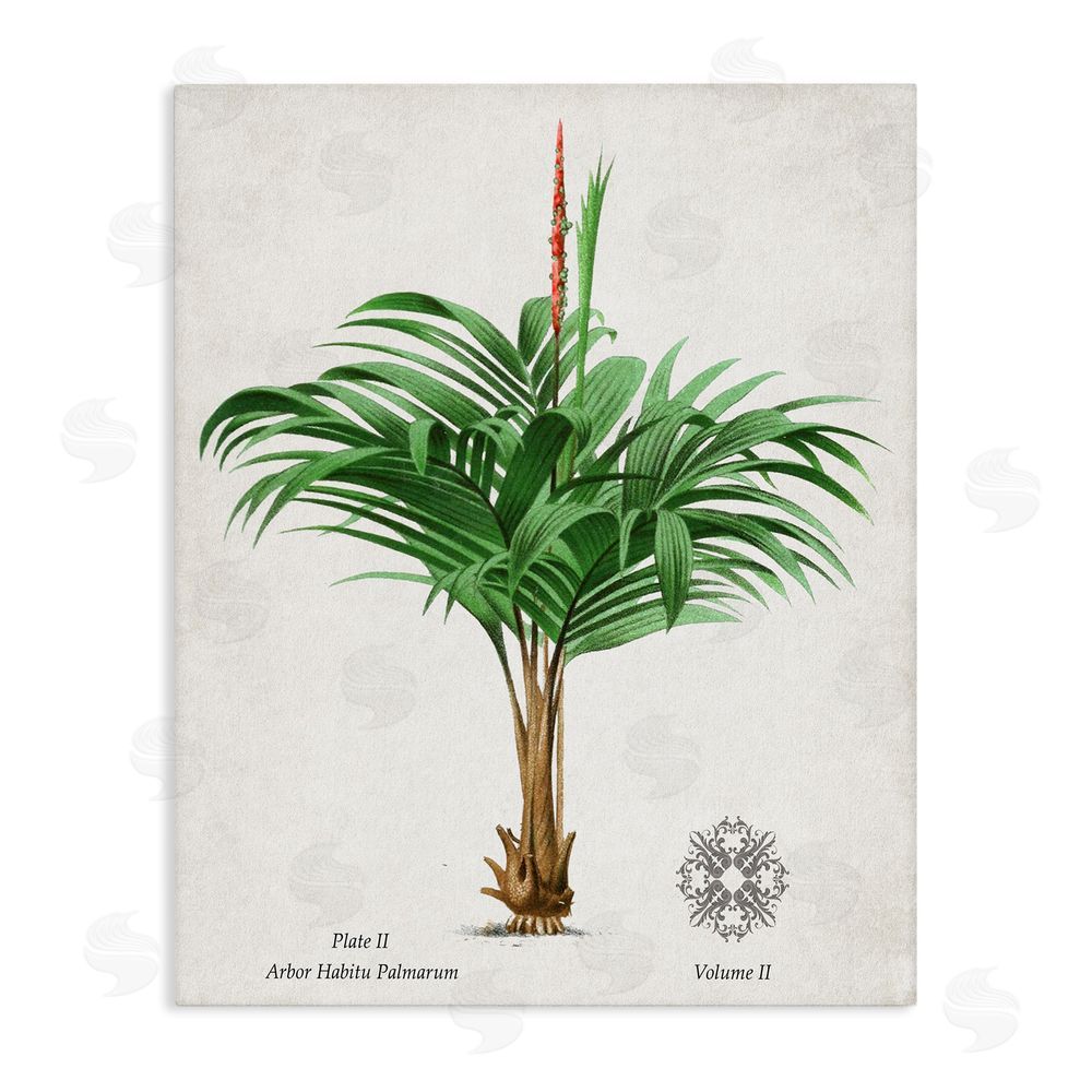 Val Rhodes Natural Palm Variety Study Stretched Canvas Wall Art Print