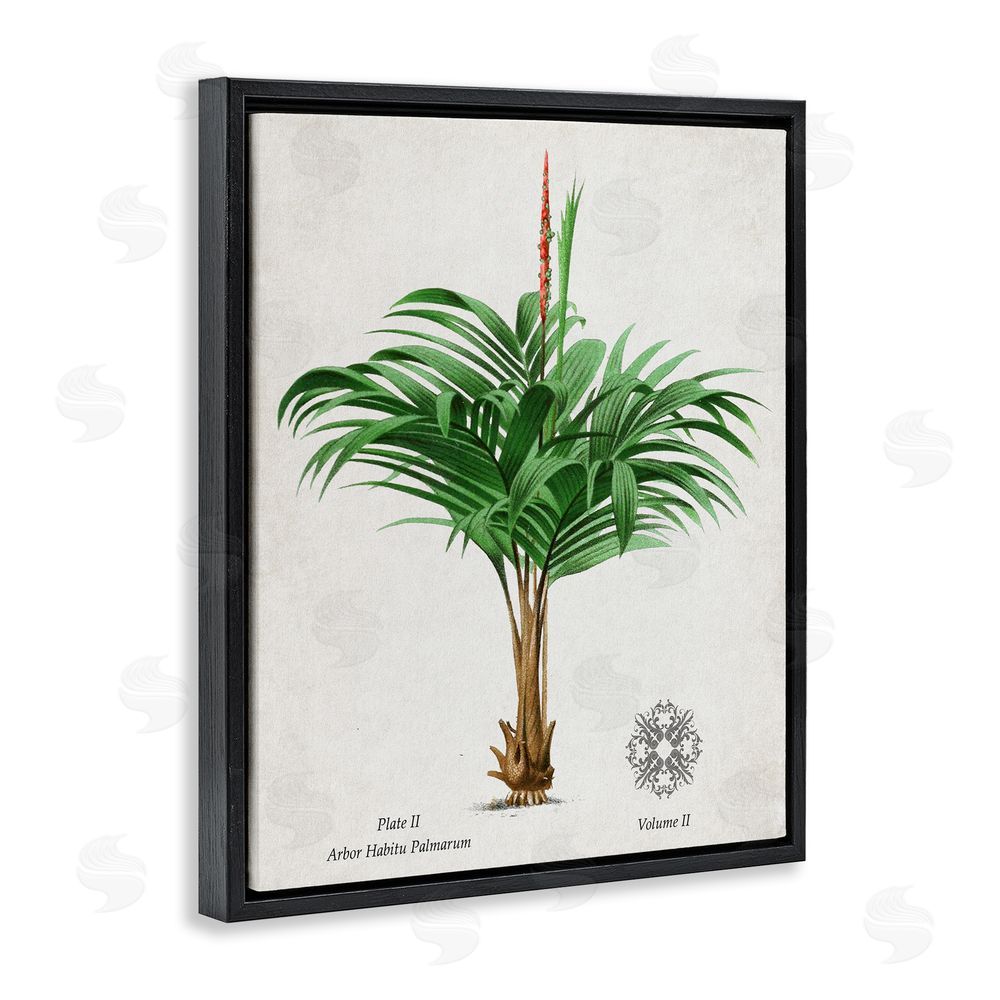 Val Rhodes Natural Palm Variety Study Black Floating Frame Canvas Wall Art Print