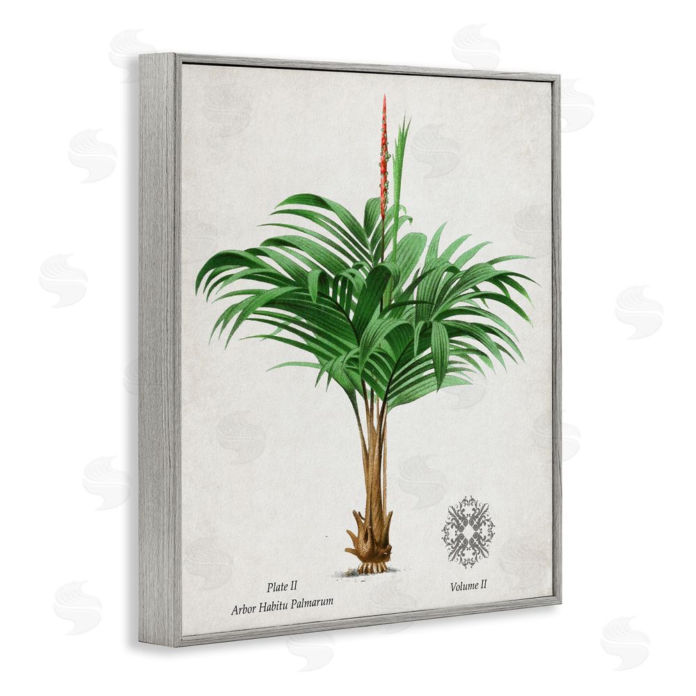Val Rhodes Natural Palm Variety Study Gray Framed Giclee Wall Art Print