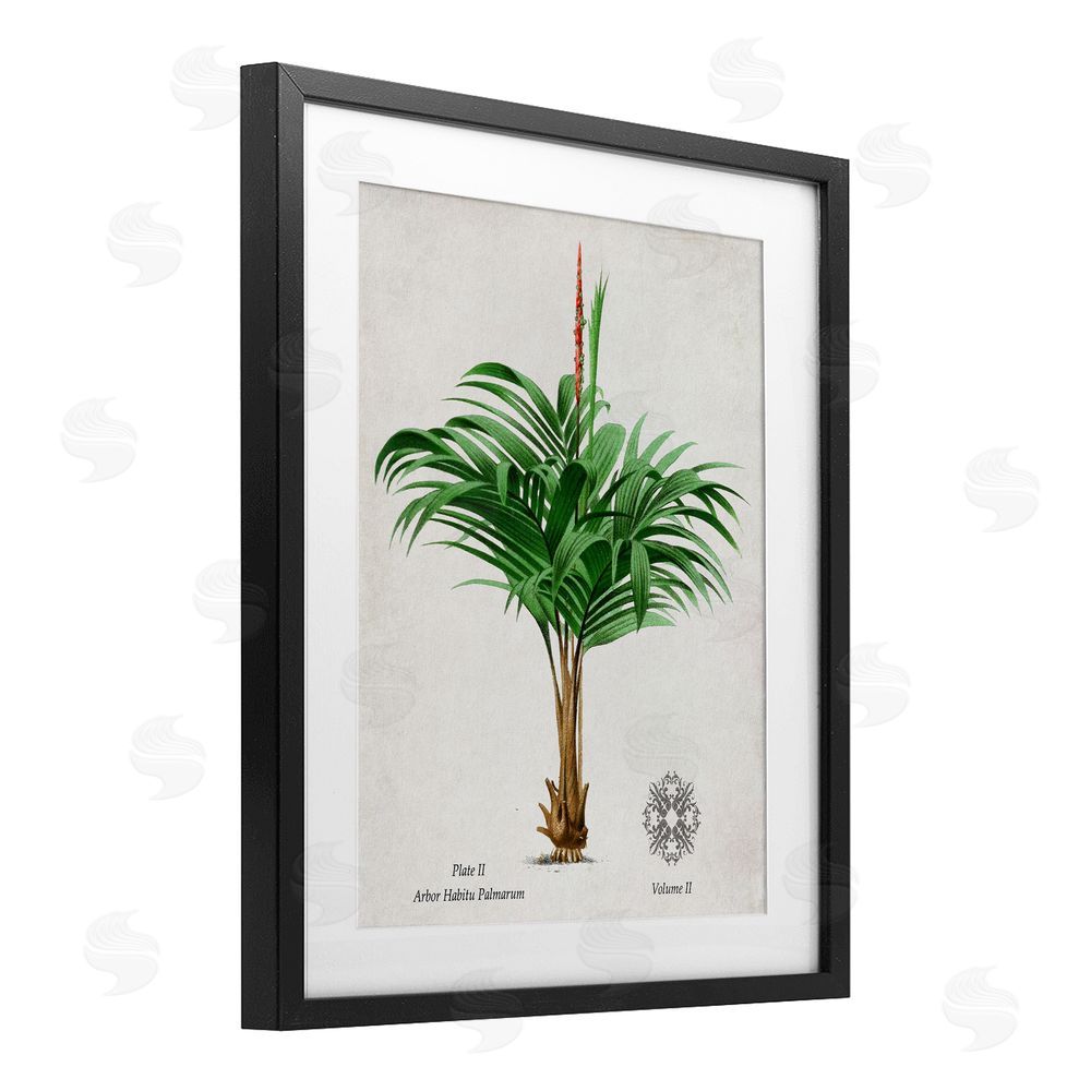 Val Rhodes Natural Palm Variety Study Black Framed Print Under Glass Wall Art
