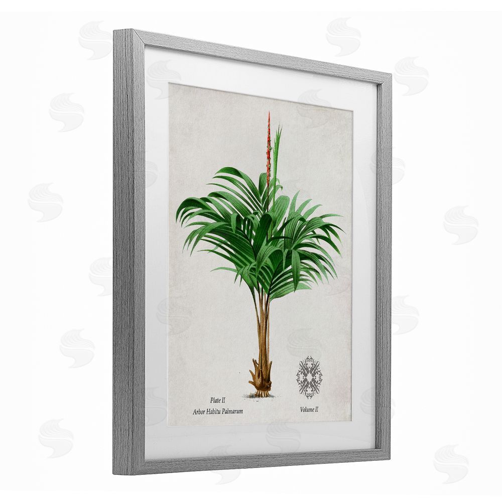 Val Rhodes Natural Palm Variety Study Gray Framed Print Under Glass Wall Art