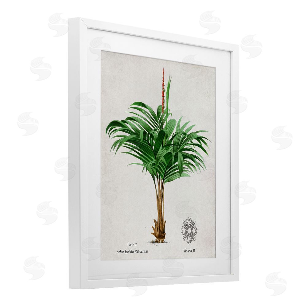 Val Rhodes Natural Palm Variety Study White Framed Print Under Glass Wall Art