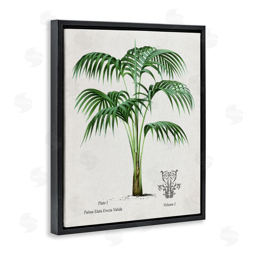 Val Rhodes Natural Palm Study Black Floating Frame Canvas Wall Art Print