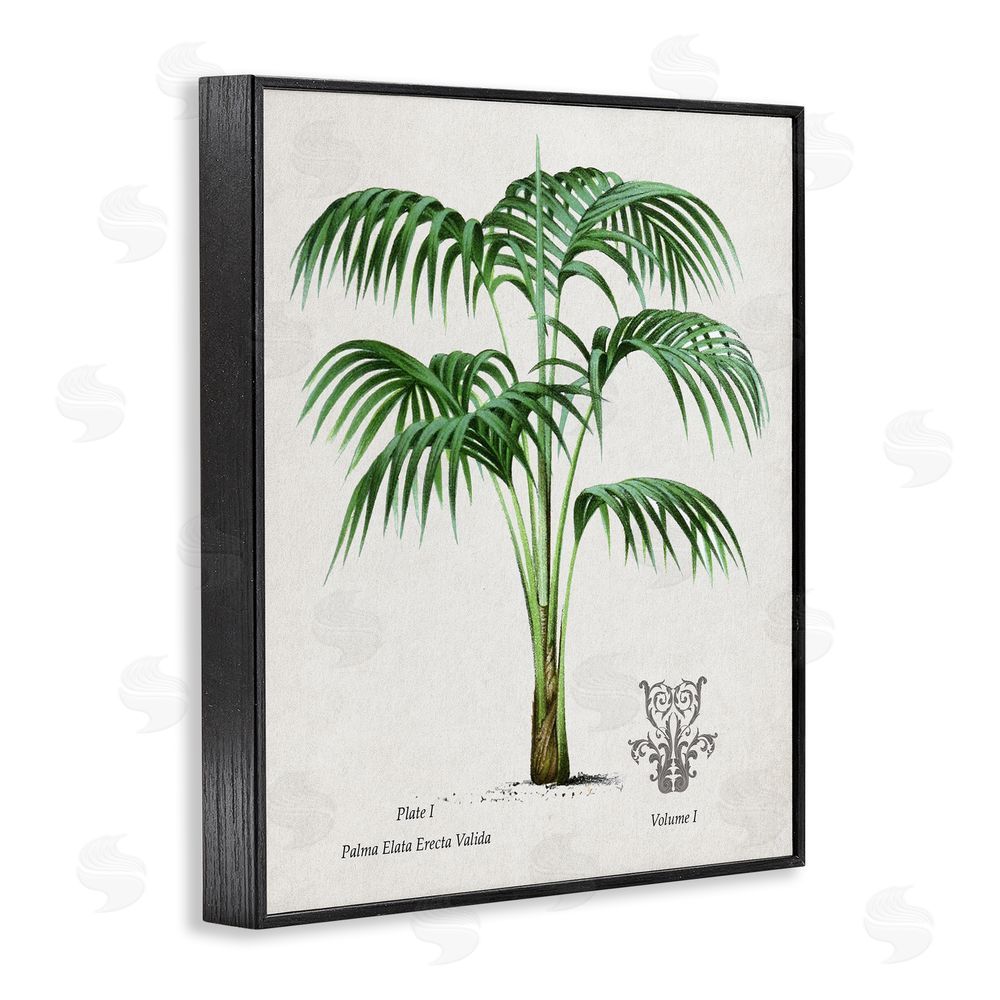 Val Rhodes Natural Palm Study Black Framed Giclee Wall Art Print