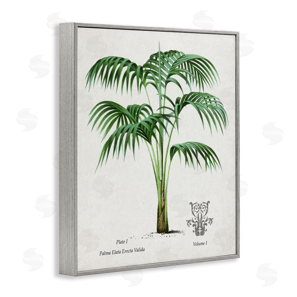 Val Rhodes Natural Palm Study Gray Framed Giclee Wall Art Print
