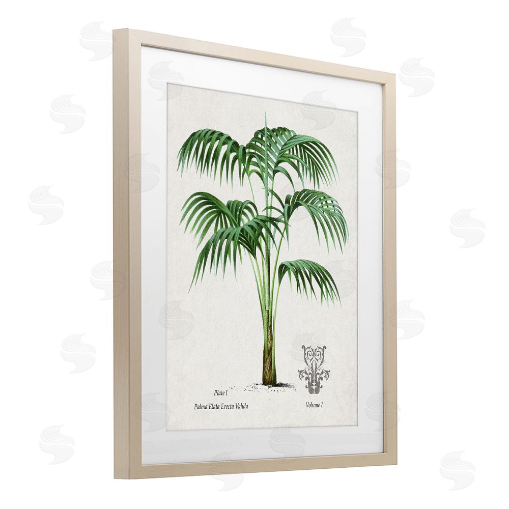 Val Rhodes Natural Palm Study Birch Framed Print Under Glass Wall Art