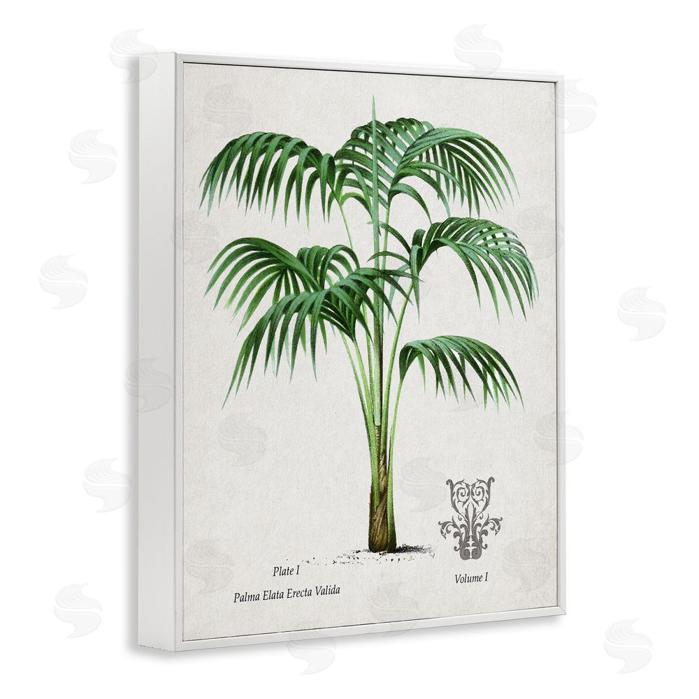 Val Rhodes Natural Palm Study White Framed Giclee Wall Art Print