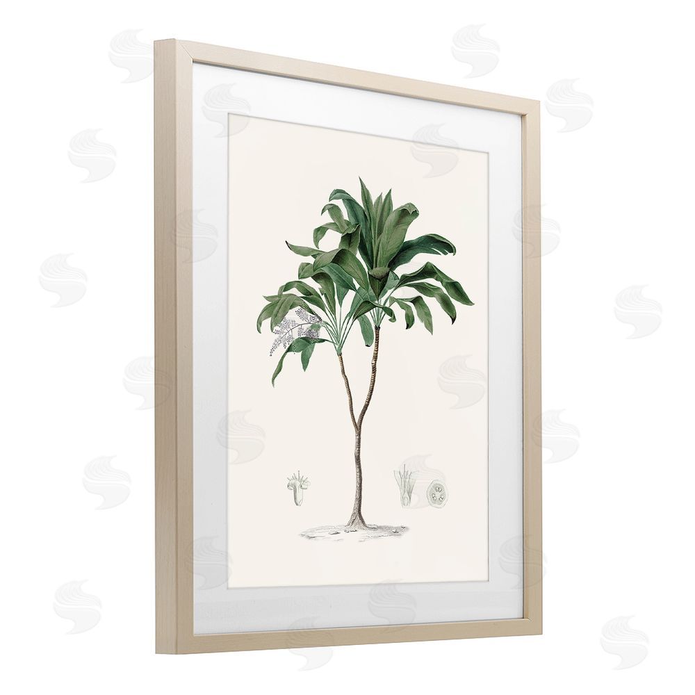 Val Rhodes Coastal Palms Vintage Birch Framed Print Under Glass Wall Art