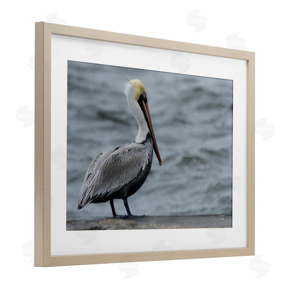 Nathan Larson Pelican Watch Photography Birch Framed Print Under Glass Wall Art